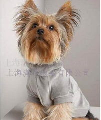 寵物服裝與裝飾 市場(chǎng)趨勢(shì)與供應(yīng)商選擇指南