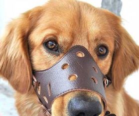 武漢出臺(tái)養(yǎng)犬管理新規(guī) 遛狗不戴嘴套最高罰千元，物業(yè)監(jiān)管不力最高罰3萬